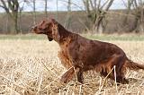 SETTER IRLANDAIS 336